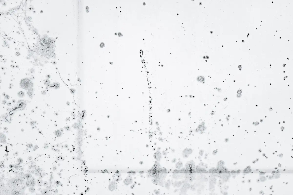 Mold spots spreading across a damp surface after water damage